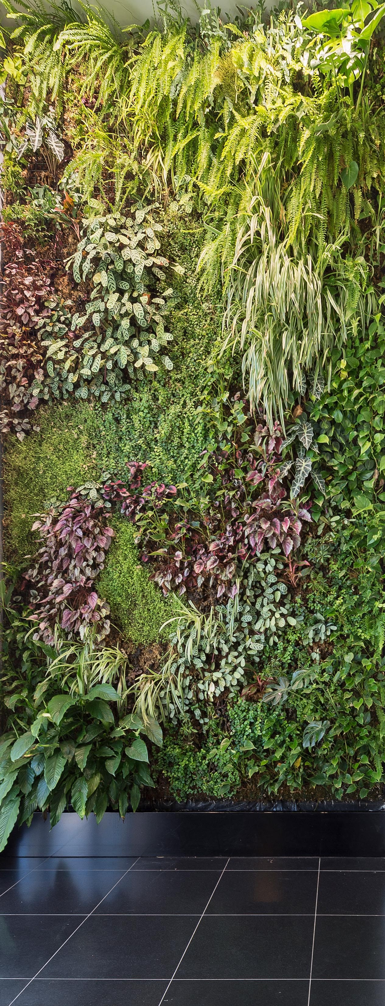 mur végétal