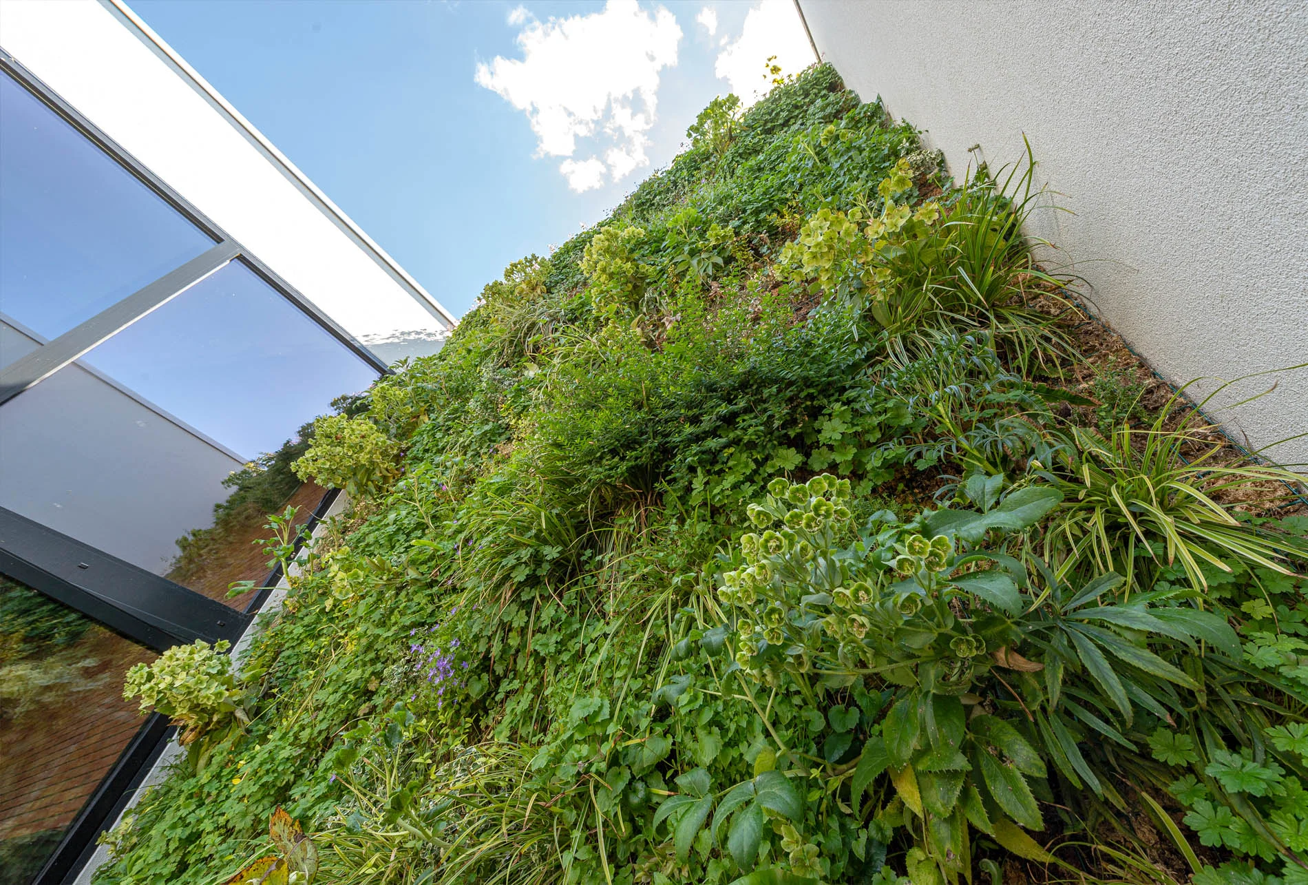 Mur végétal extérieur à Kontich - Alcopa