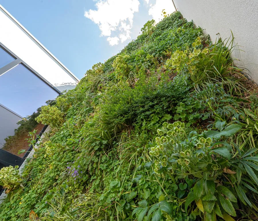 Mur végétal extérieur à Kontich